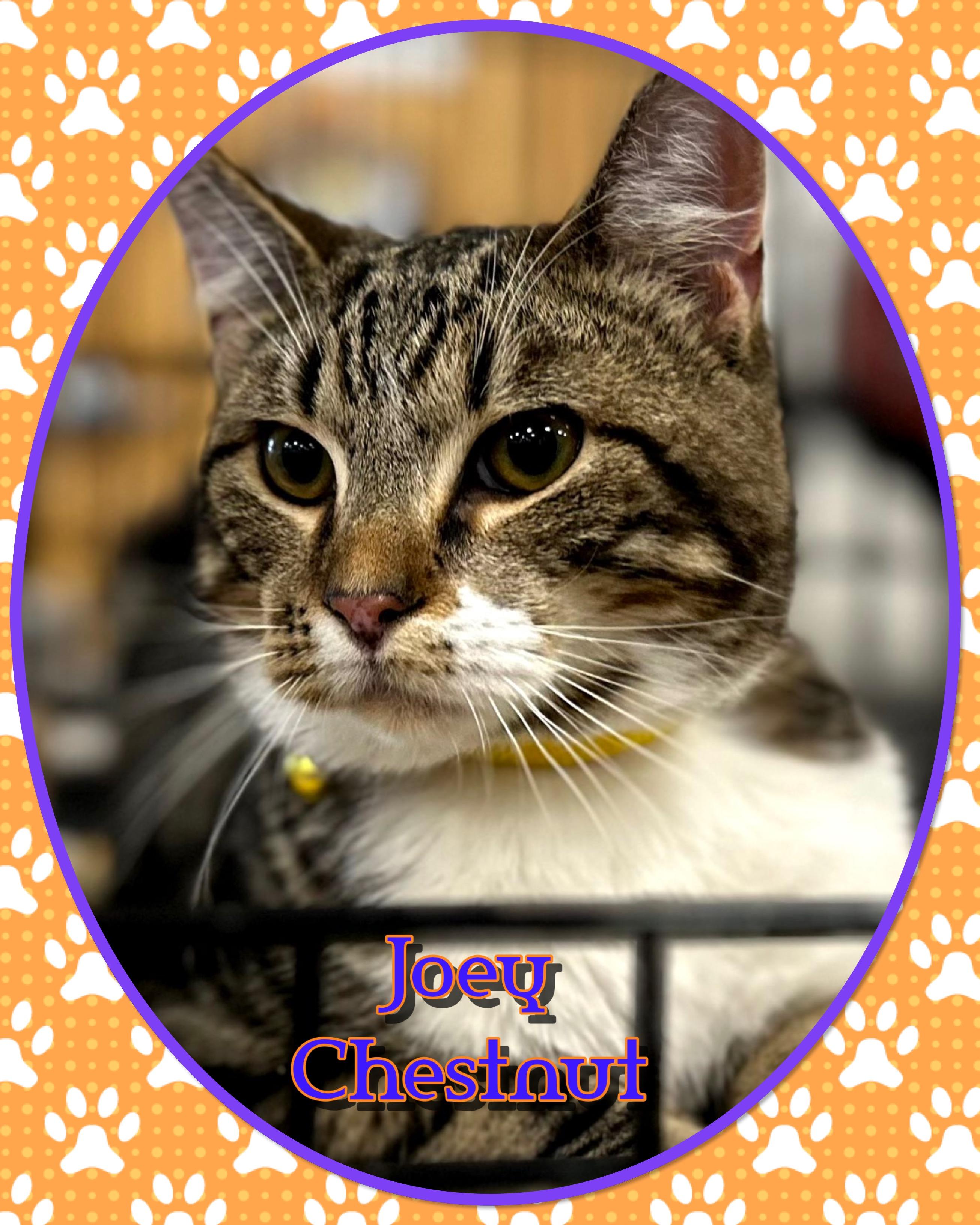 Enlarge Joey Chestnut , a ADOPTABLE Domestic Short Hair in Somerset, NJ image 1/4