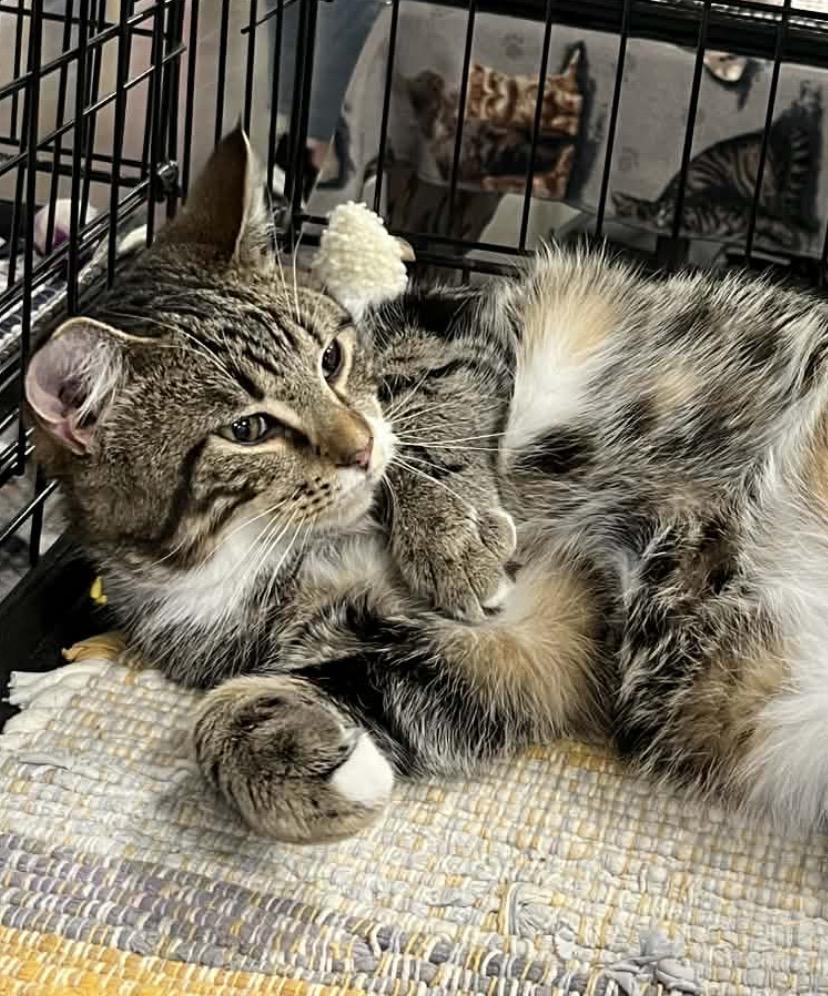 Enlarge Joey Chestnut , a ADOPTABLE Domestic Short Hair in Somerset, NJ image 3/4