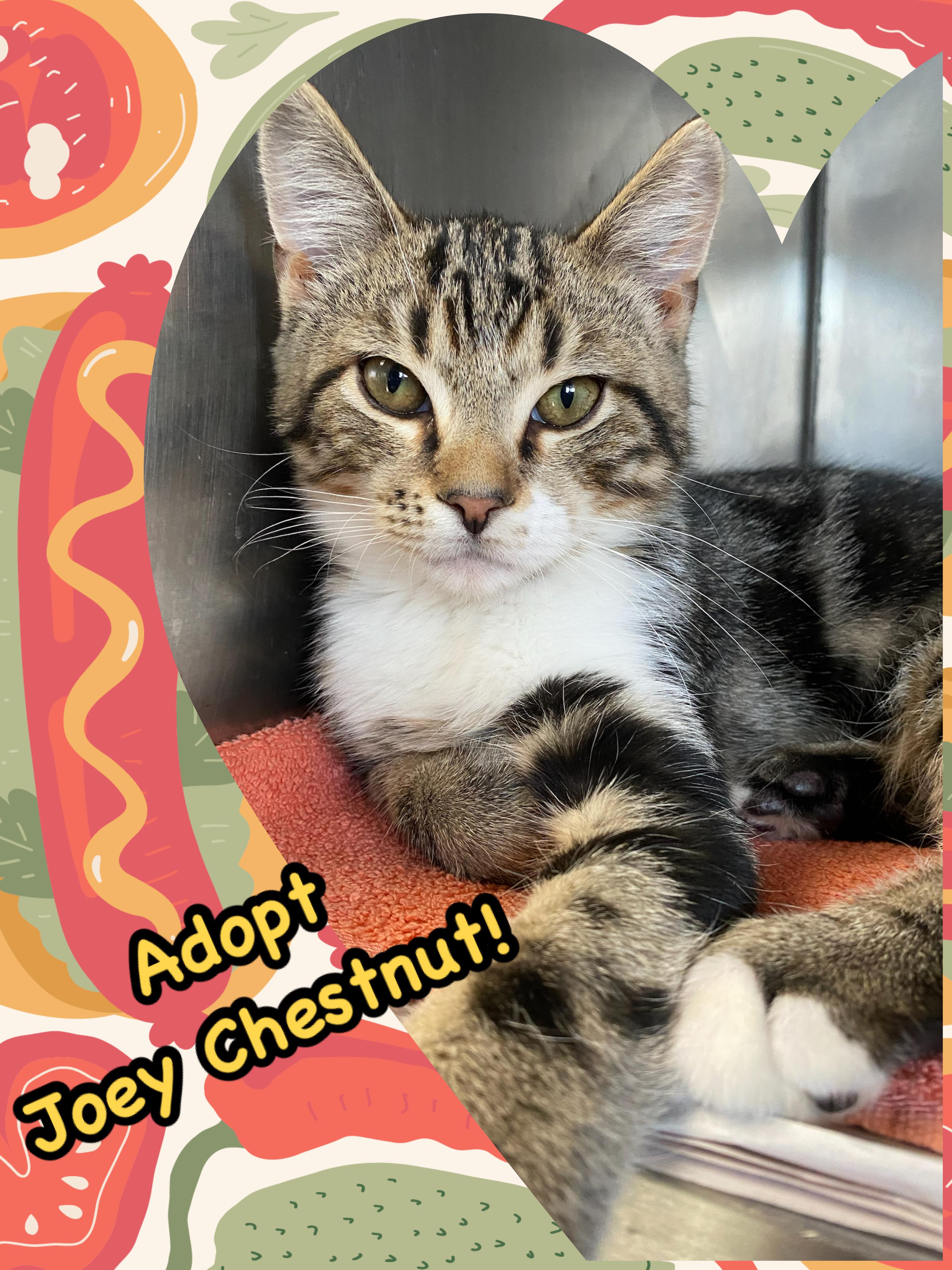 Enlarge Joey Chestnut , a ADOPTABLE Domestic Short Hair in Somerset, NJ image 2/4