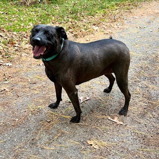 Enlarge Nymphadora(Stella), a Adoptable mixed breed in Geneseo, IL image 1/1