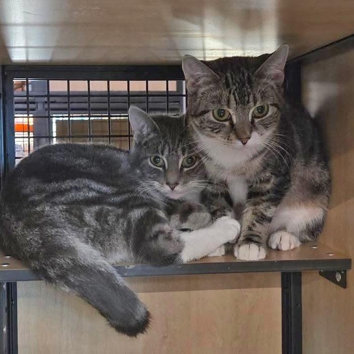 Mini (and Ollie), Adoptable, Young Female Domestic Short Hair.