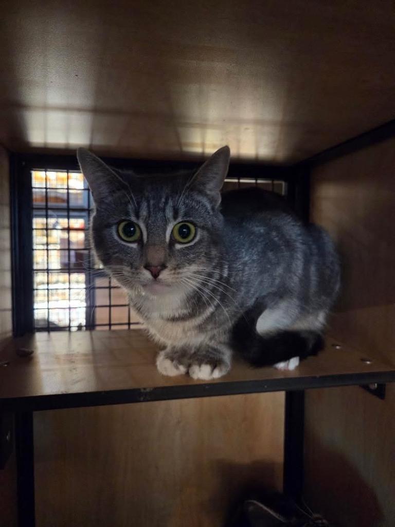 Enlarge Mini (and Ollie), a Adoptable mixed breed in New York, NY image 2/6