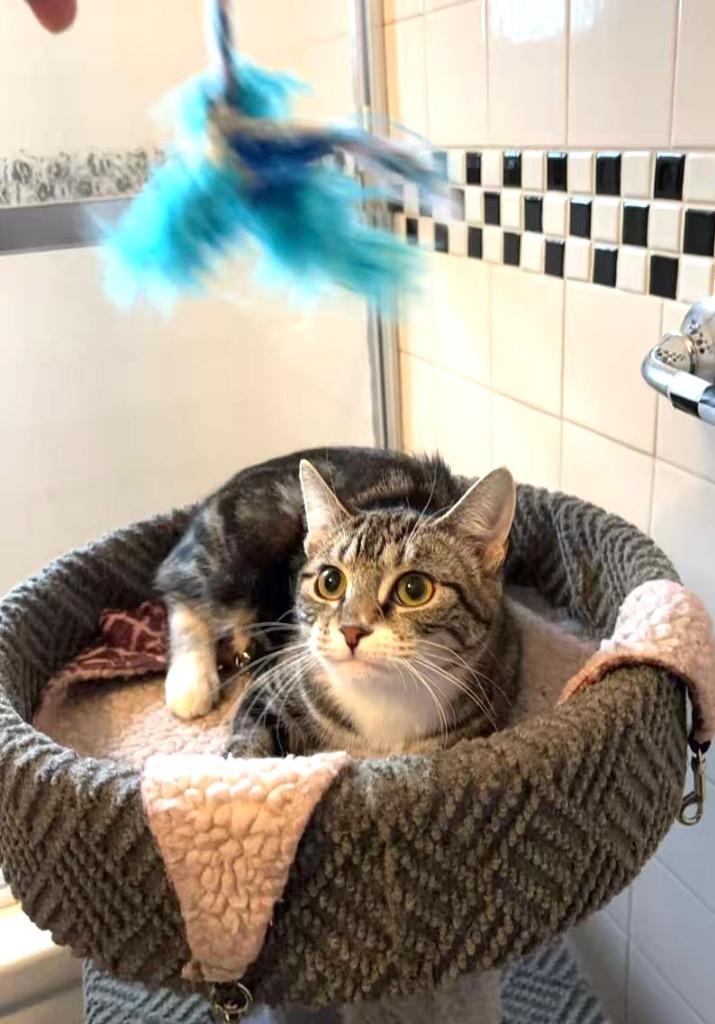 Enlarge Mini (and Ollie), a Adoptable mixed breed in New York, NY image 4/6