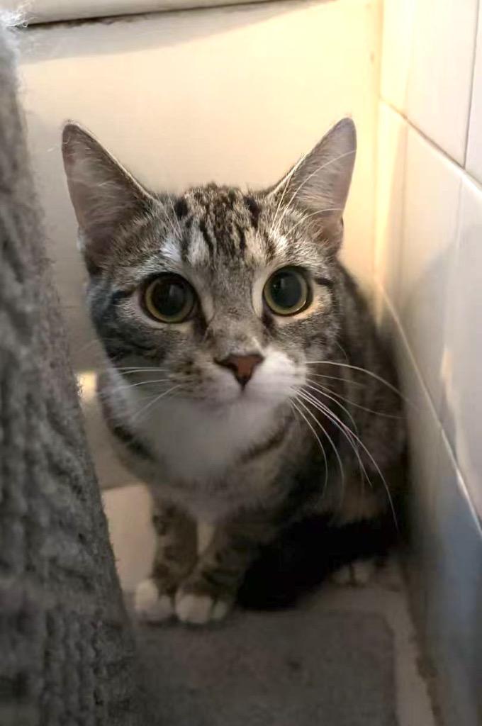 Enlarge Mini (and Ollie), a Adoptable mixed breed in New York, NY image 5/6