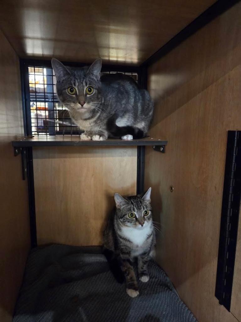 Enlarge Mini (and Ollie), a Adoptable mixed breed in New York, NY image 6/6