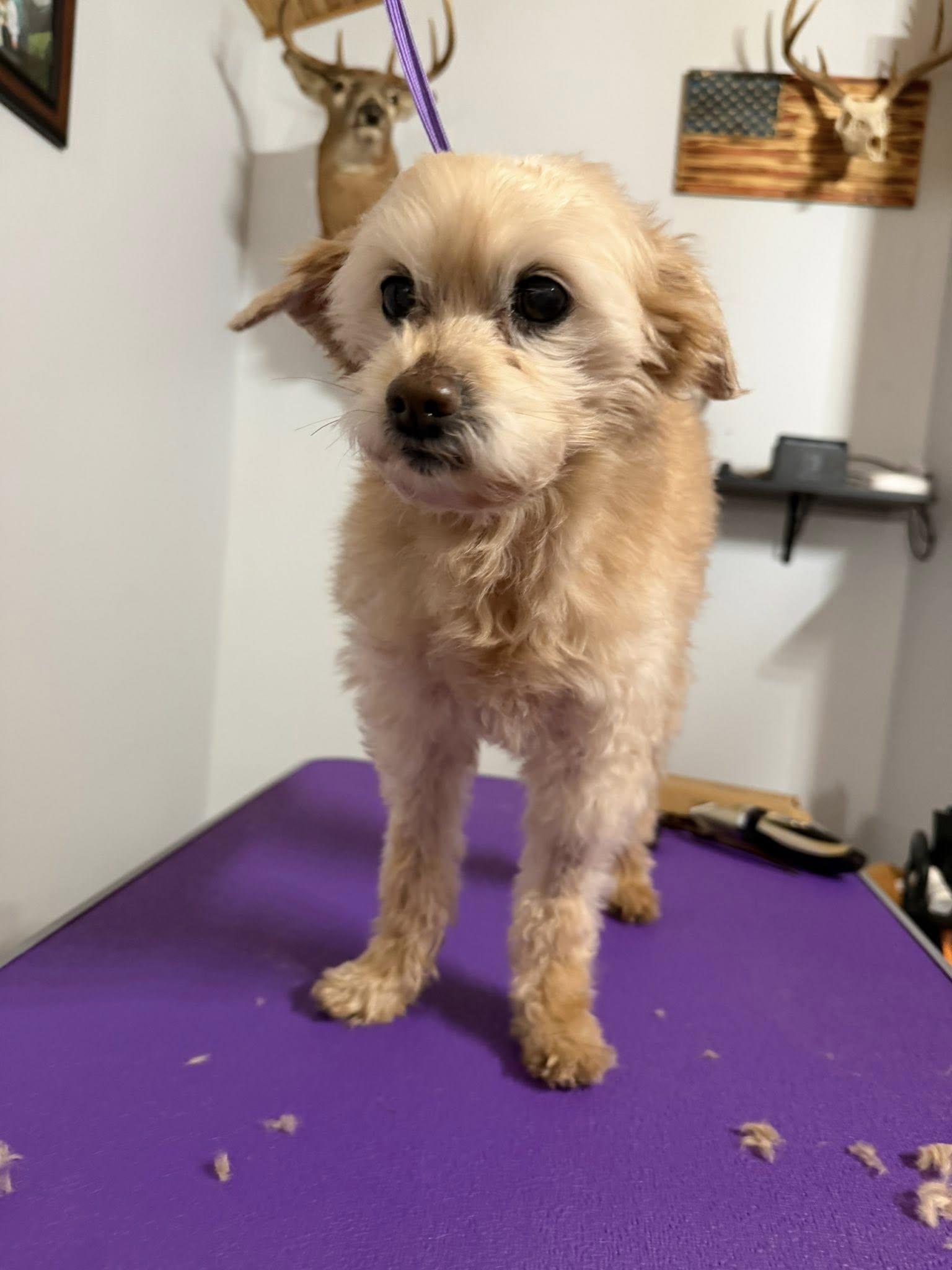 Enlarge Toby, a Adopted Poodle in Alexandria, KY image 2/3