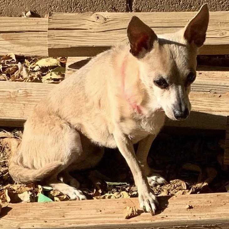 Enlarge Nonie, a Adoptable mixed breed in Las Vegas, NV image 2/2