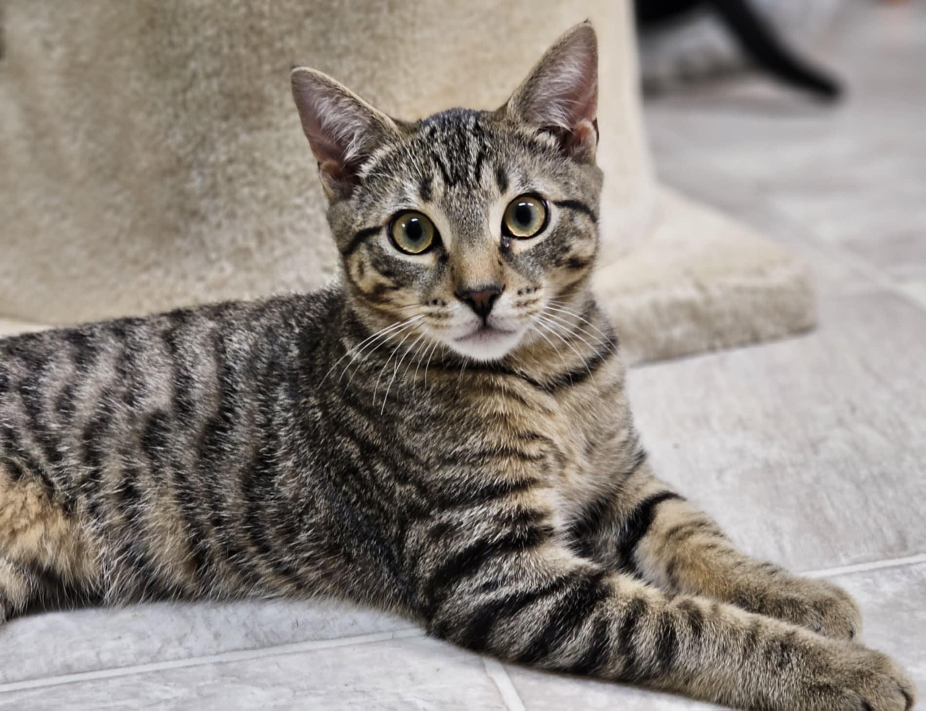 Sir Pounce