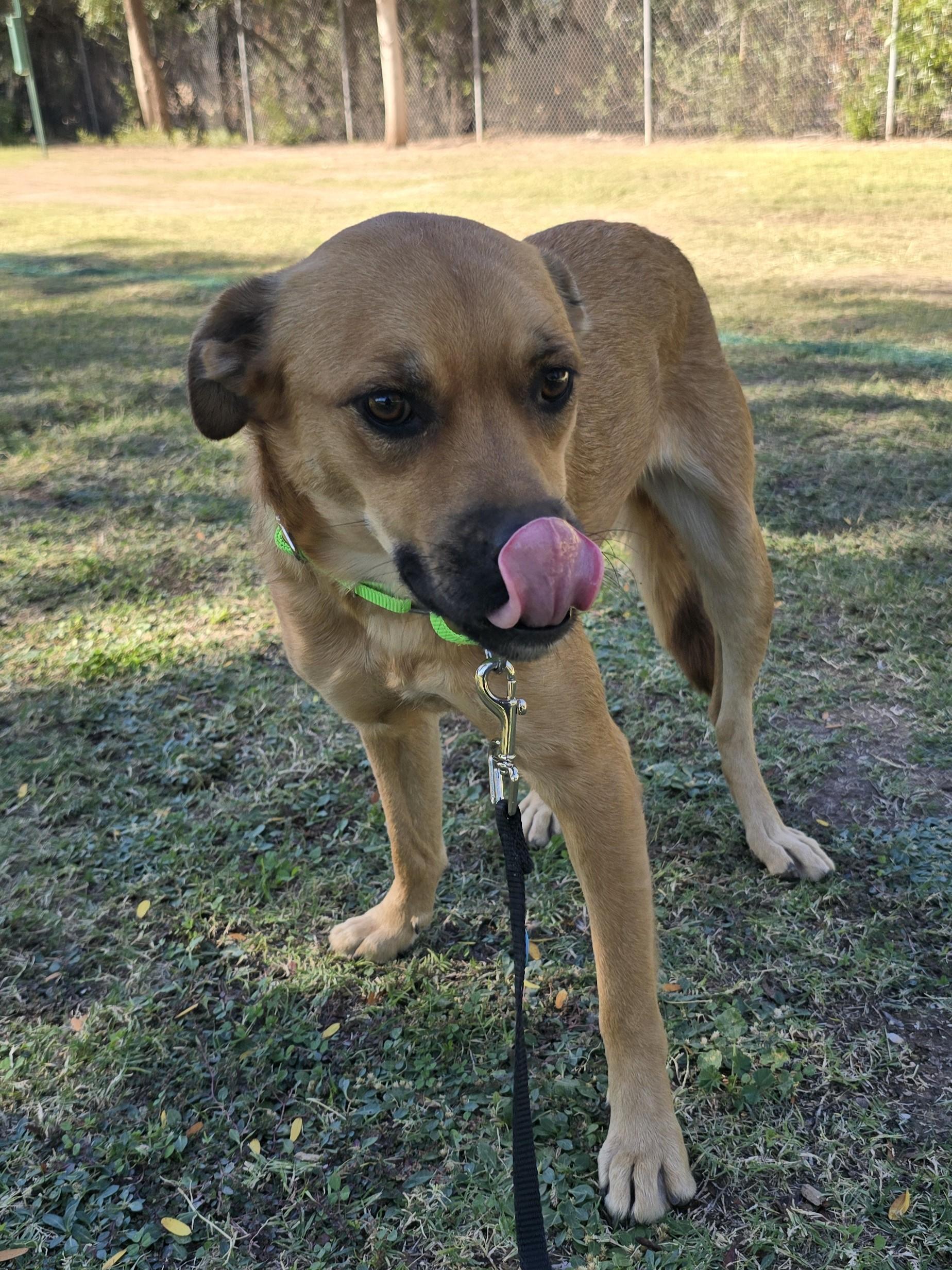 Enlarge Robin, a ADOPTABLE mixed breed in Tucson, AZ image 1/5