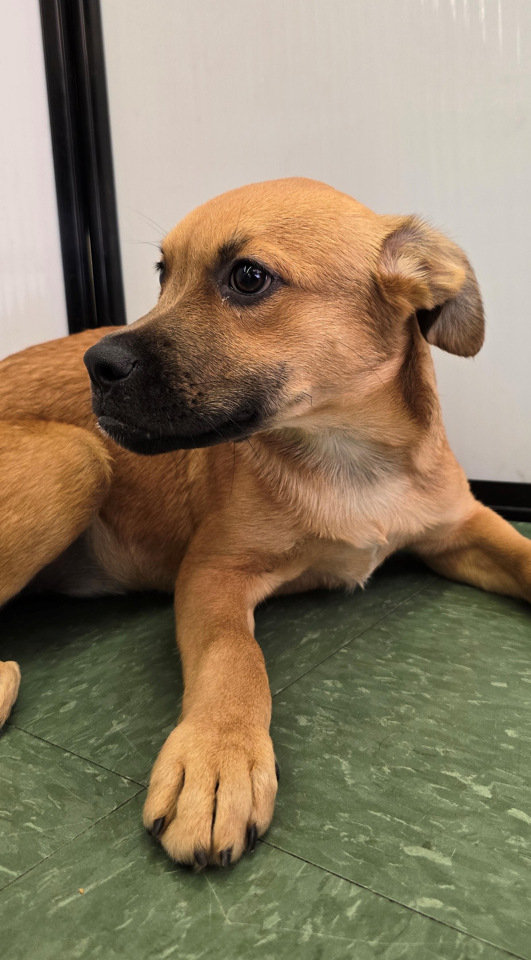 Enlarge Robin, a ADOPTABLE mixed breed in Tucson, AZ image 2/5