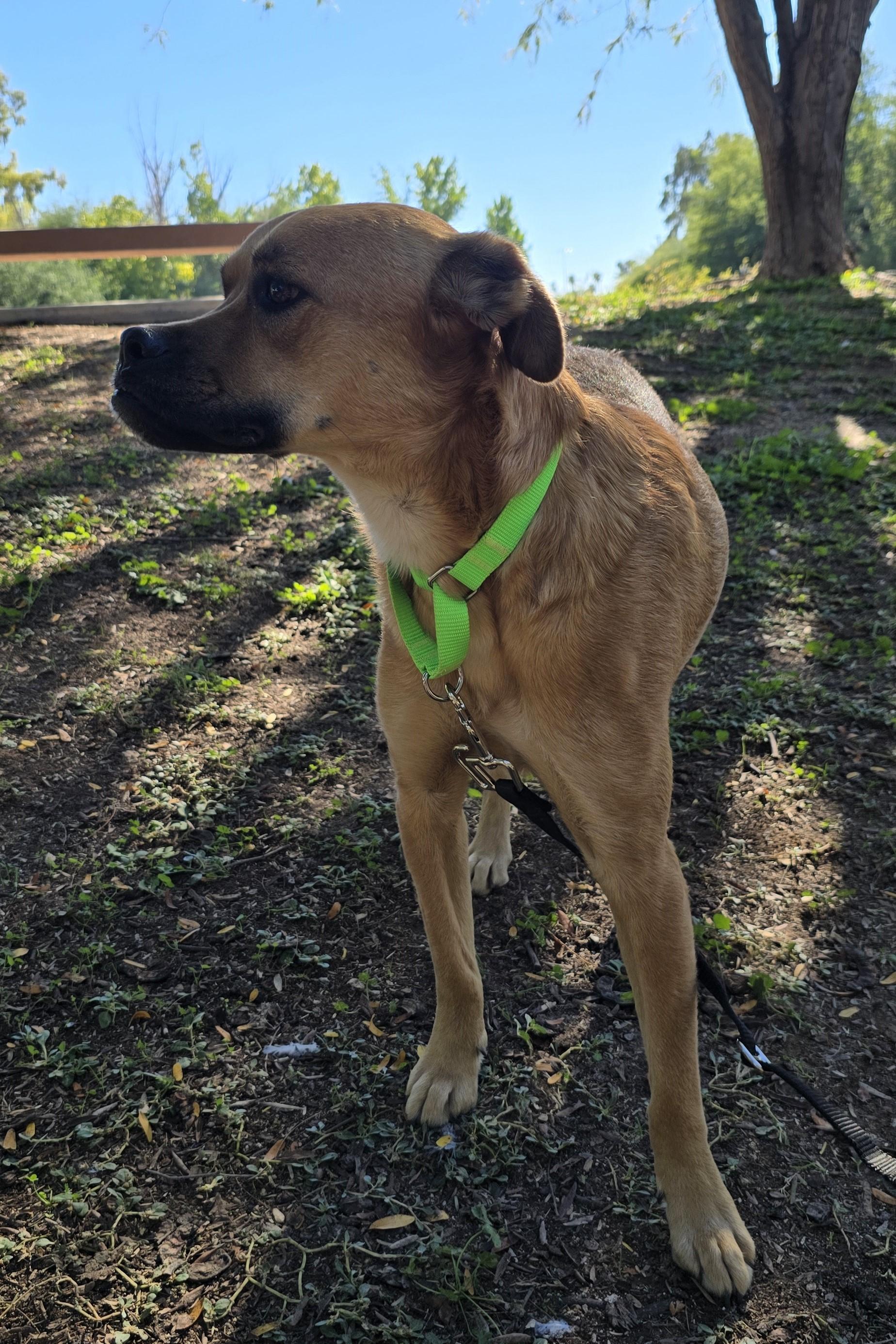 Enlarge Robin, a ADOPTABLE mixed breed in Tucson, AZ image 3/5