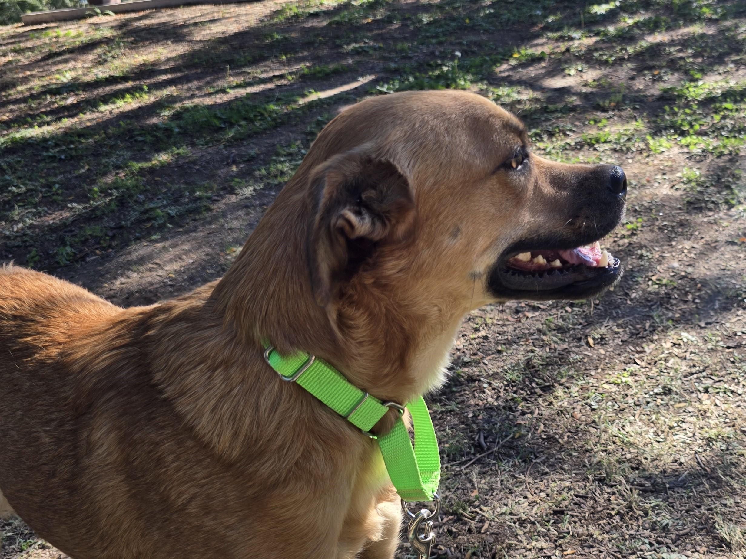 Enlarge Robin, a ADOPTABLE mixed breed in Tucson, AZ image 5/5