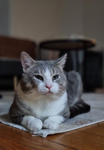 Boris, Adoptable, Young Male Domestic Short Hair.