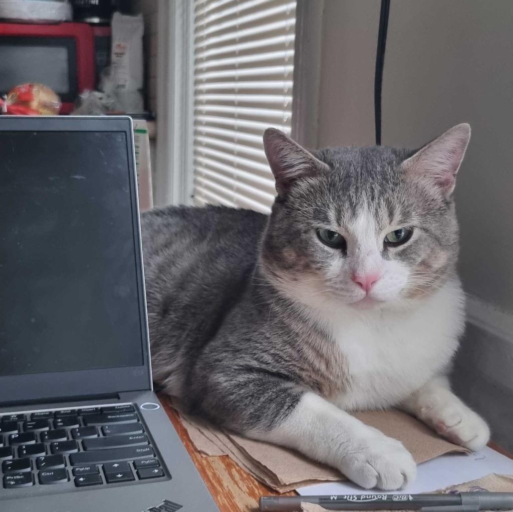 Boris, Adoptable, Adult Male Domestic Short Hair.