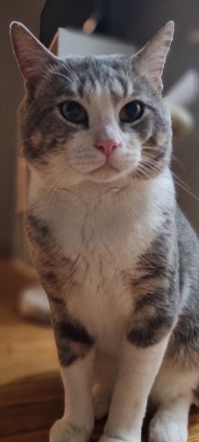 Enlarge Boris, a Adoptable mixed breed in Pawtucket, RI image 3/6