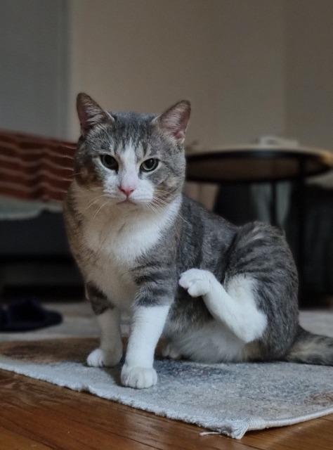 Enlarge Boris, a Adoptable mixed breed in Pawtucket, RI image 5/6