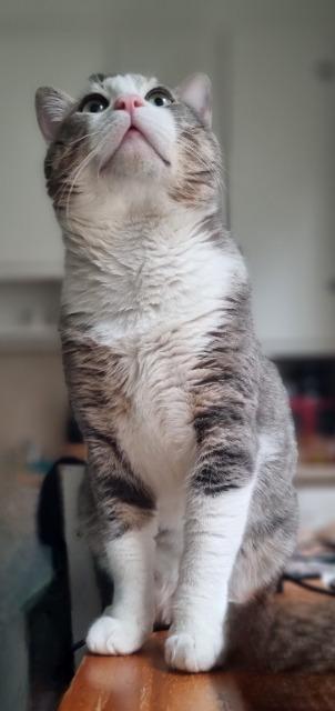 Enlarge Boris, a Adoptable mixed breed in Pawtucket, RI image 5/6