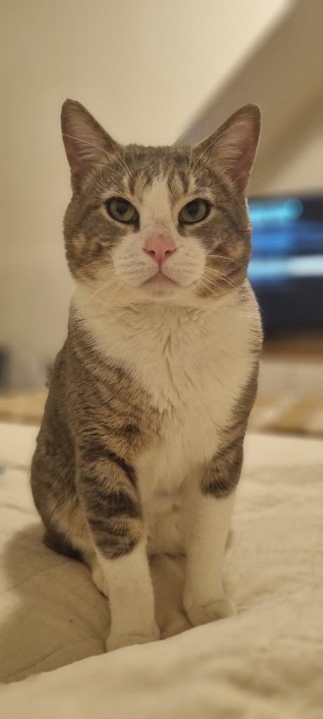 Enlarge Boris, a Adoptable mixed breed in Pawtucket, RI image 6/6