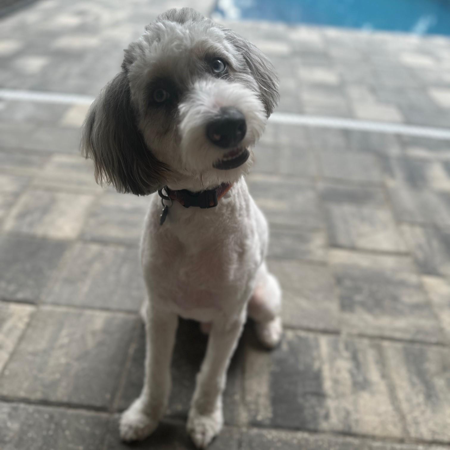 Enzo, an adopted Aussiedoodle in Eustis, FL image 2/2