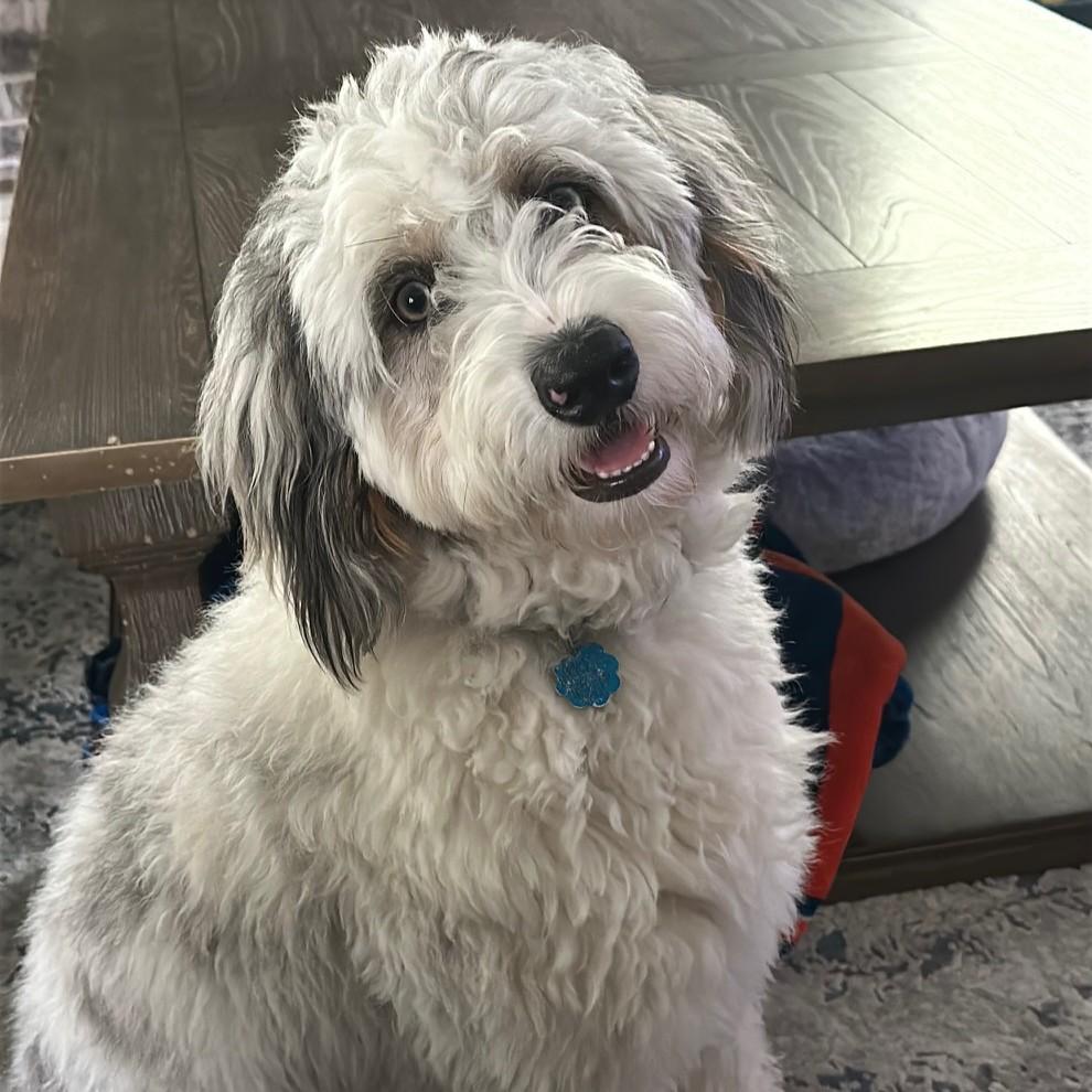 Enzo, adopted, Young Male Aussiedoodle.