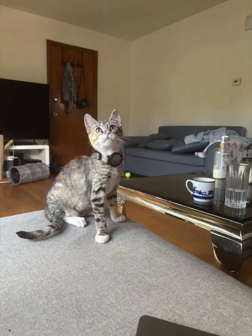 Ramona, an adopted Domestic Short Hair in Weehawken, NJ image 4/6
