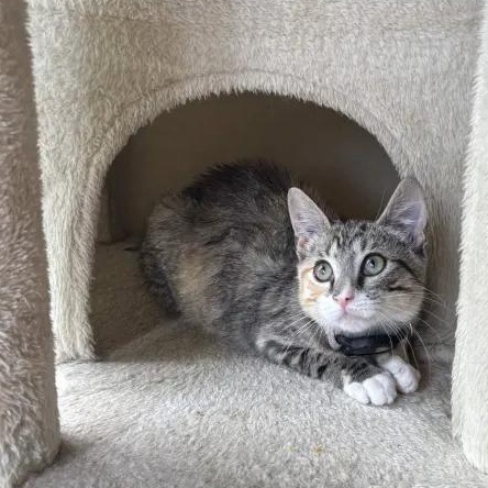 Ramona, an adopted Domestic Short Hair in Weehawken, NJ image 2/6