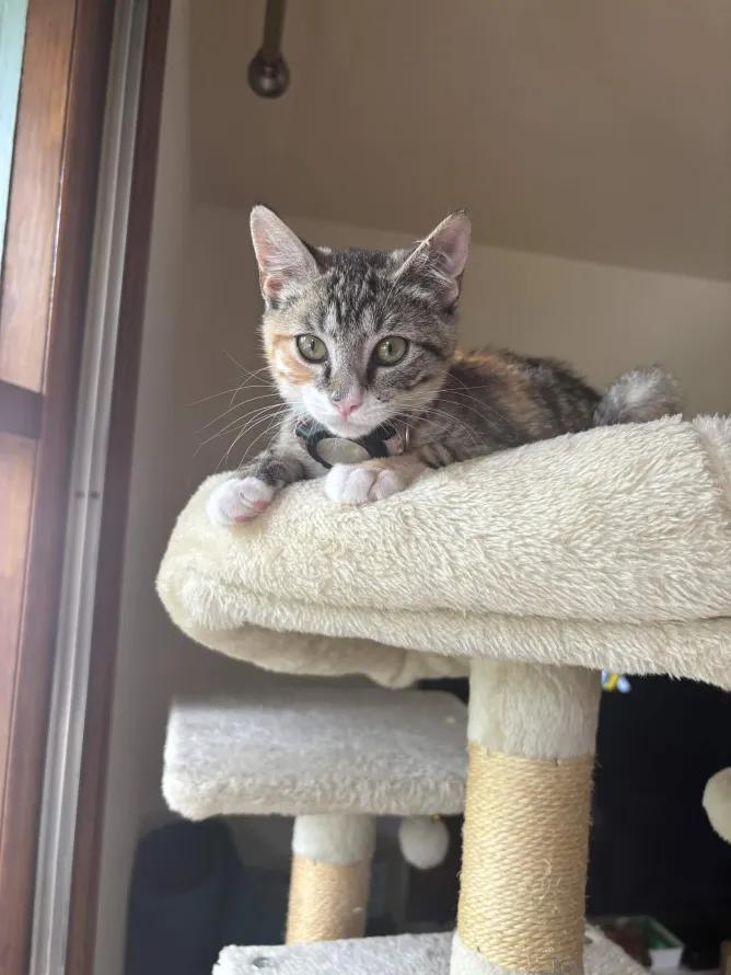 Ramona, an adopted Domestic Short Hair in Weehawken, NJ image 5/6