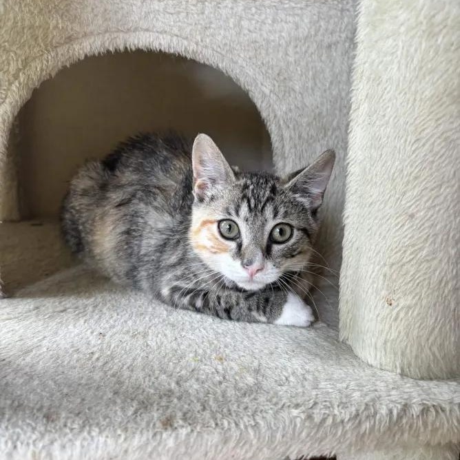 Ramona, an adopted Domestic Short Hair in Weehawken, NJ image 3/6