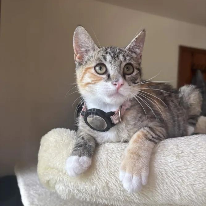 Ramona, adopted, Kitten Female Domestic Short Hair.