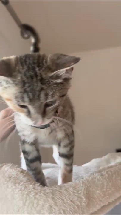 Enlarge Ramona, an adopted Domestic Short Hair in Weehawken, NJ video 6/6