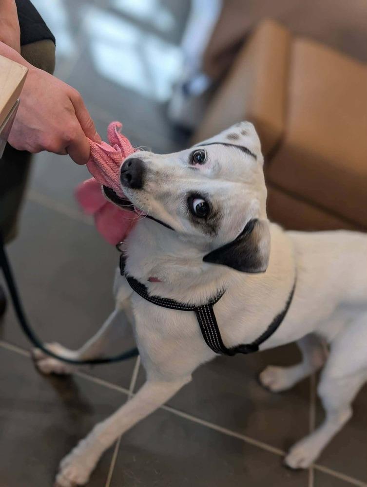 Emma, Adoptable, Adult Female Labrador Retriever.