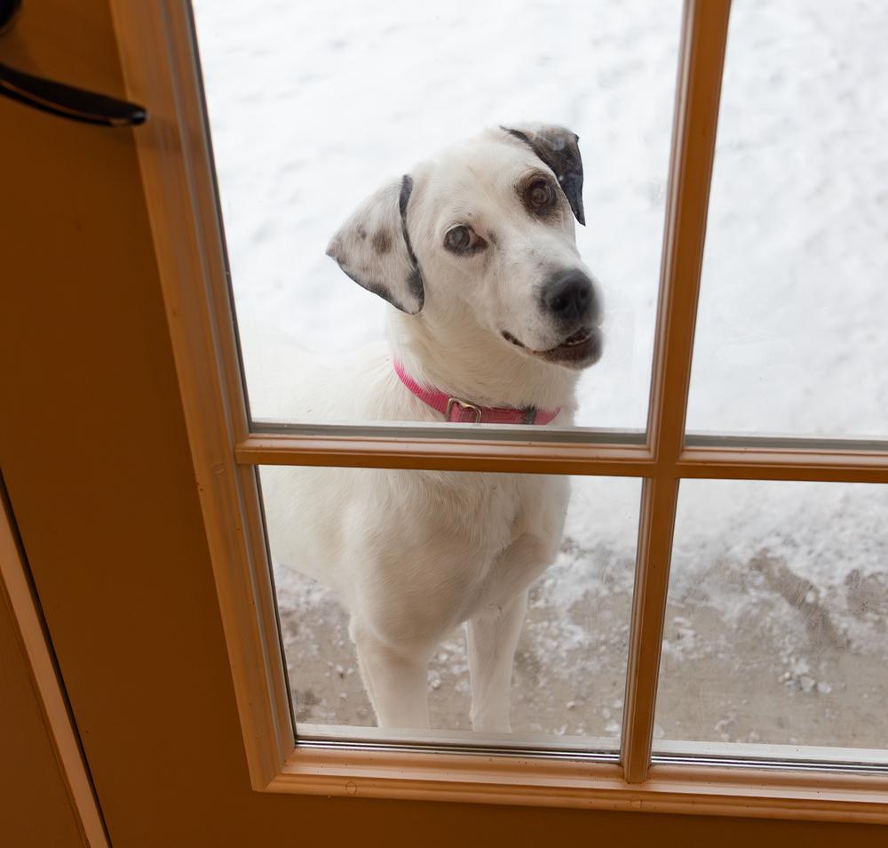 Emma, a Adoptable mixed breed in Plymouth, MN image 1/6