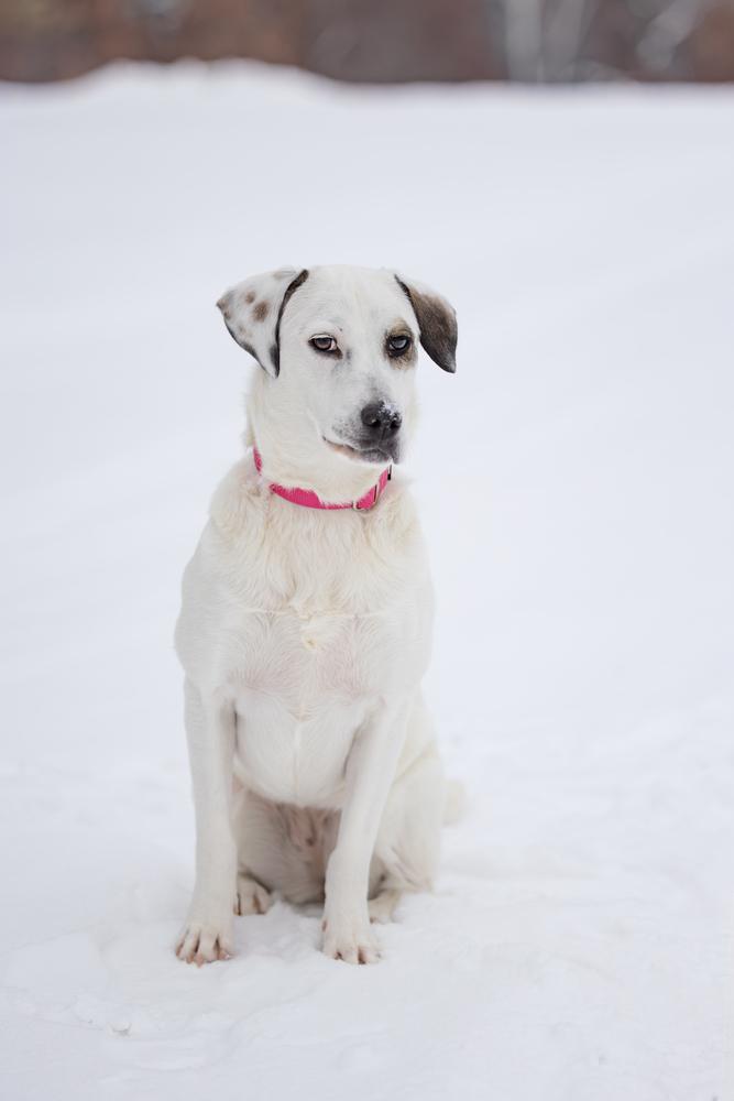 Emma, a Adoptable mixed breed in Plymouth, MN image 2/6