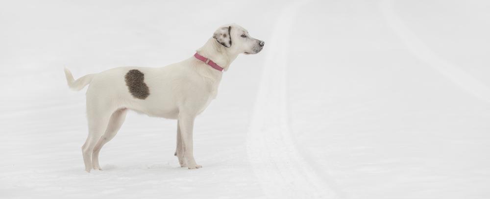 Emma, a Adoptable mixed breed in Plymouth, MN image 3/6