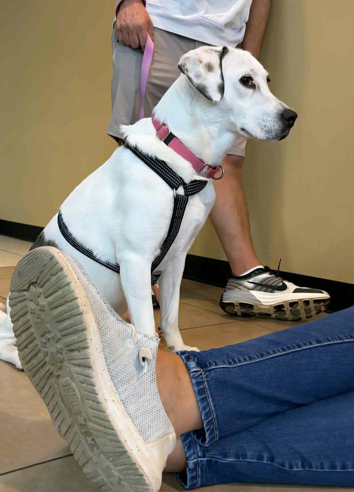 Enlarge Emma, a Adoptable mixed breed in Plymouth, MN image 4/6