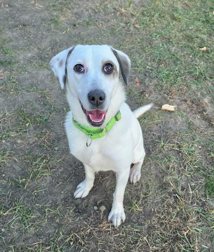 Emma, a Adoptable mixed breed in Plymouth, MN image 4/6