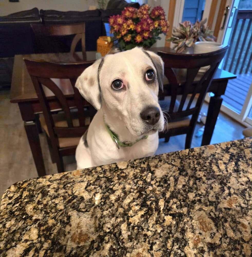 Enlarge Emma, a Adoptable mixed breed in Plymouth, MN image 5/6