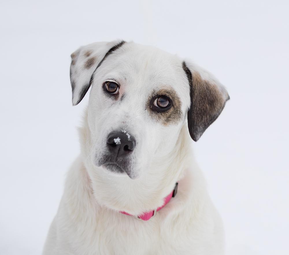 Emma, a Adoptable mixed breed in Plymouth, MN image 4/6