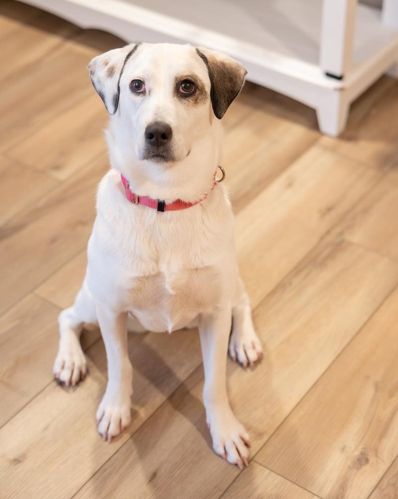 Emma, a Adoptable mixed breed in Plymouth, MN image 5/6