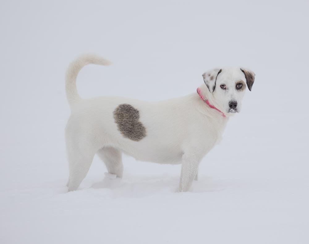 Emma, a Adoptable mixed breed in Plymouth, MN image 6/6