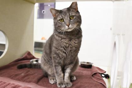 Blue, Adoptable, Adult Male Domestic Short Hair & Domestic Short Hair.