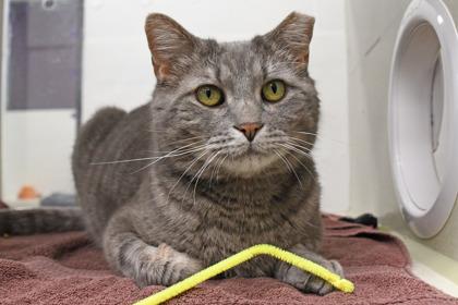 Enlarge Blue, a Adoptable mixed breed in Scotia, NY image 2/3