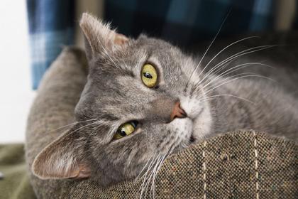 Enlarge Blue, a Adoptable mixed breed in Scotia, NY image 3/3