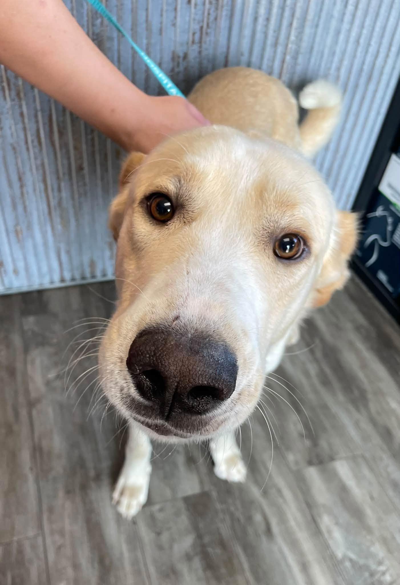 Enlarge Meatloaf, a Adoptable mixed breed in Abilene, KS image 1/6