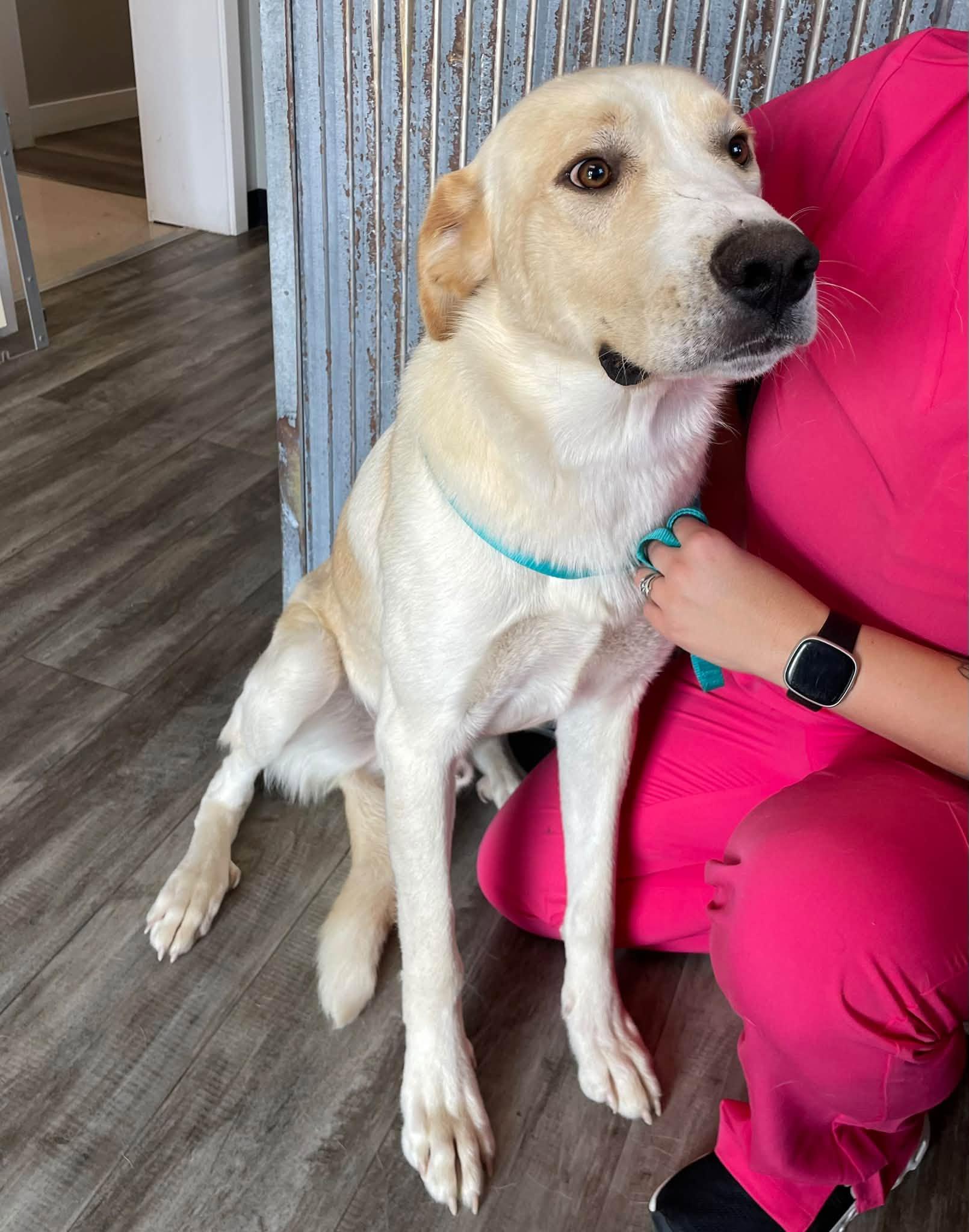 Enlarge Meatloaf, a Adoptable mixed breed in Abilene, KS image 4/6