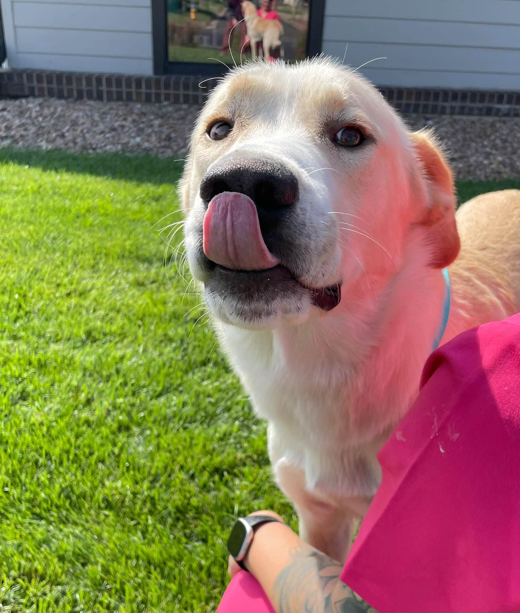 Enlarge Meatloaf, a Adoptable mixed breed in Abilene, KS image 6/6