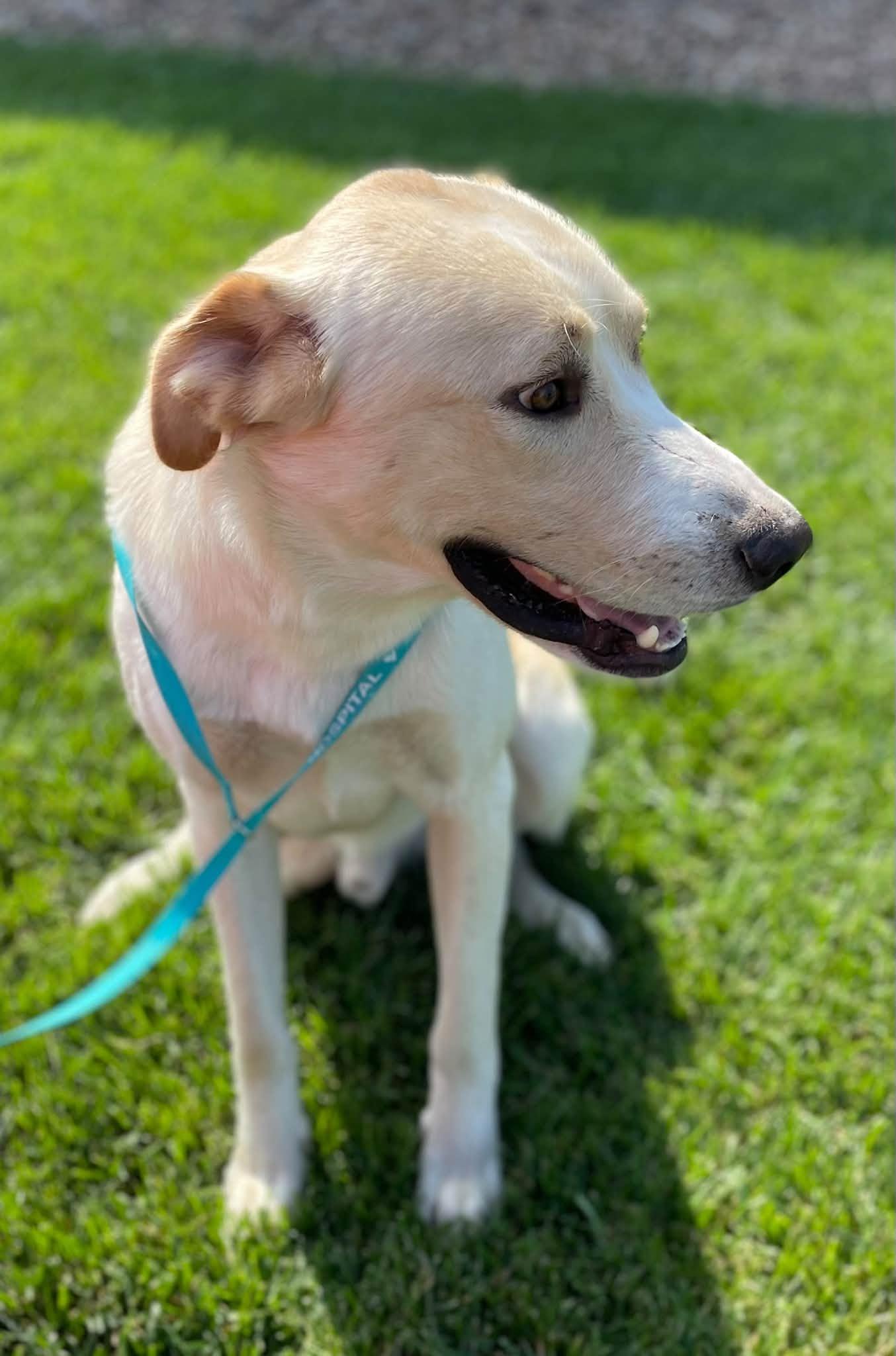 Enlarge Meatloaf, a Adoptable mixed breed in Abilene, KS image 3/6