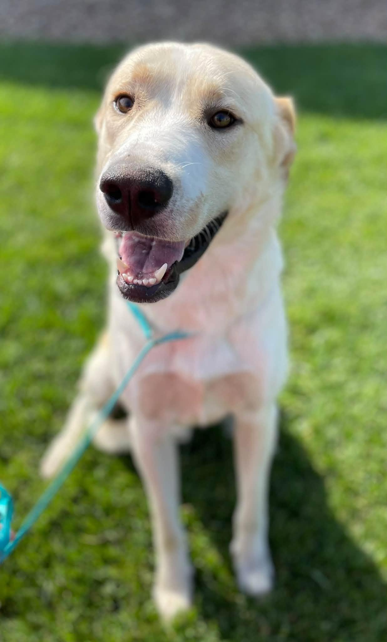 Enlarge Meatloaf, a Adoptable mixed breed in Abilene, KS image 2/6