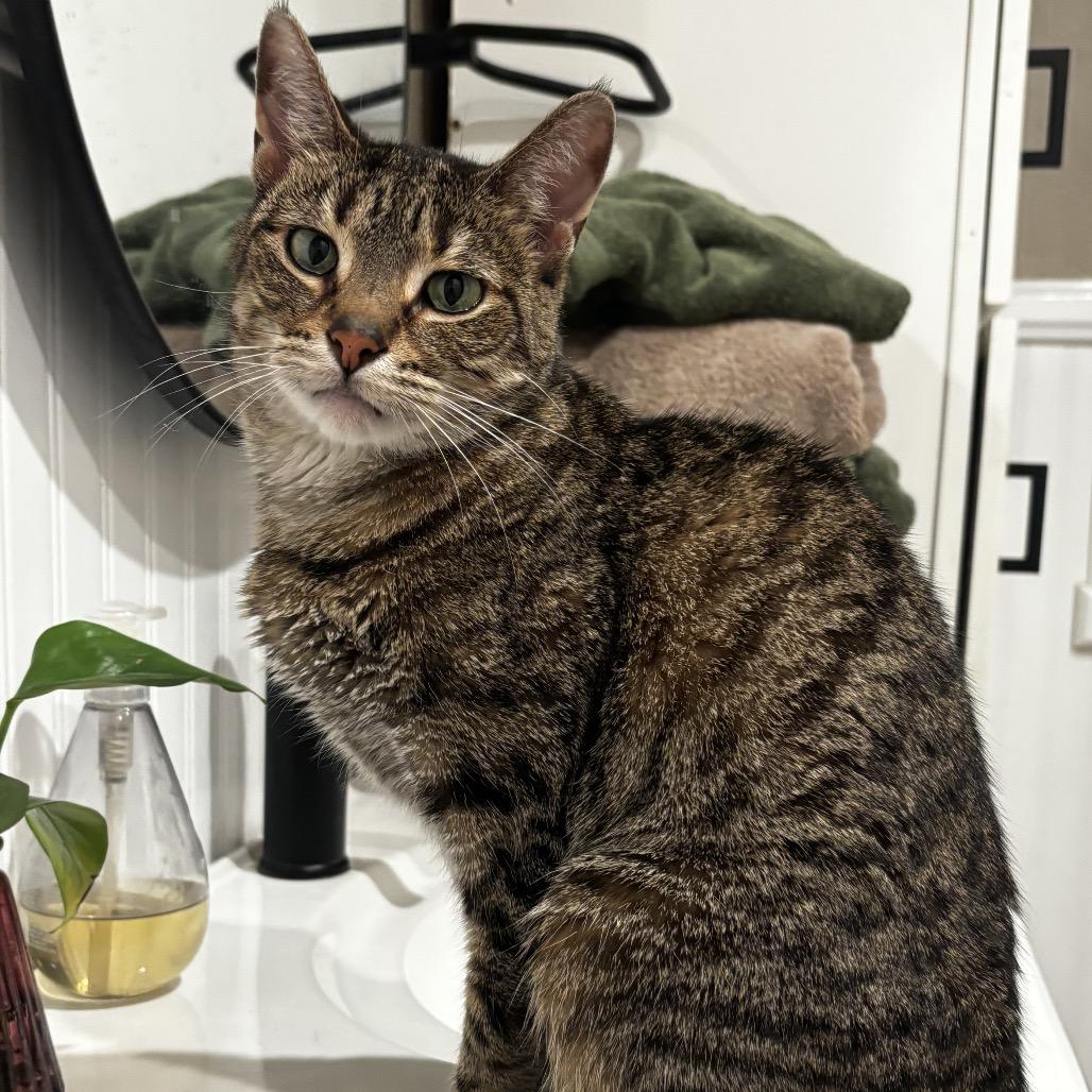 Twiggs, Adoptable, Adult Female Domestic Short Hair.