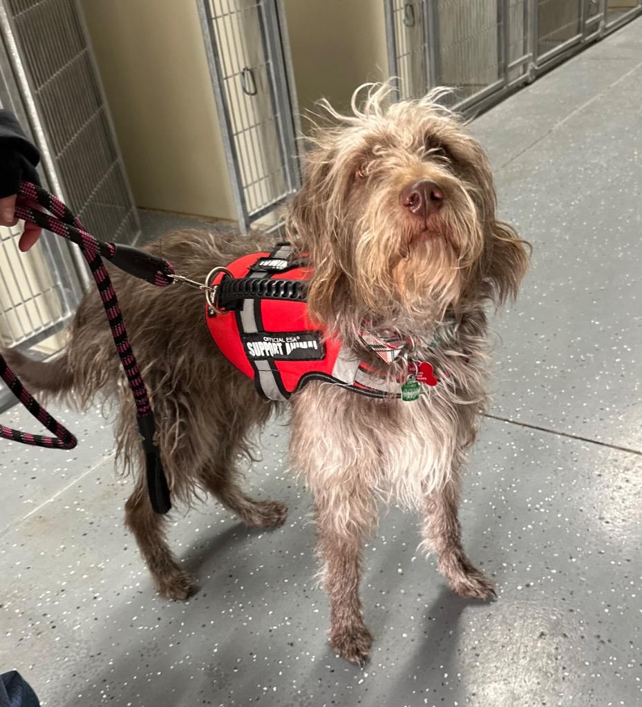 Ford, Adoptable, Adult Male Labrador Retriever & Poodle.